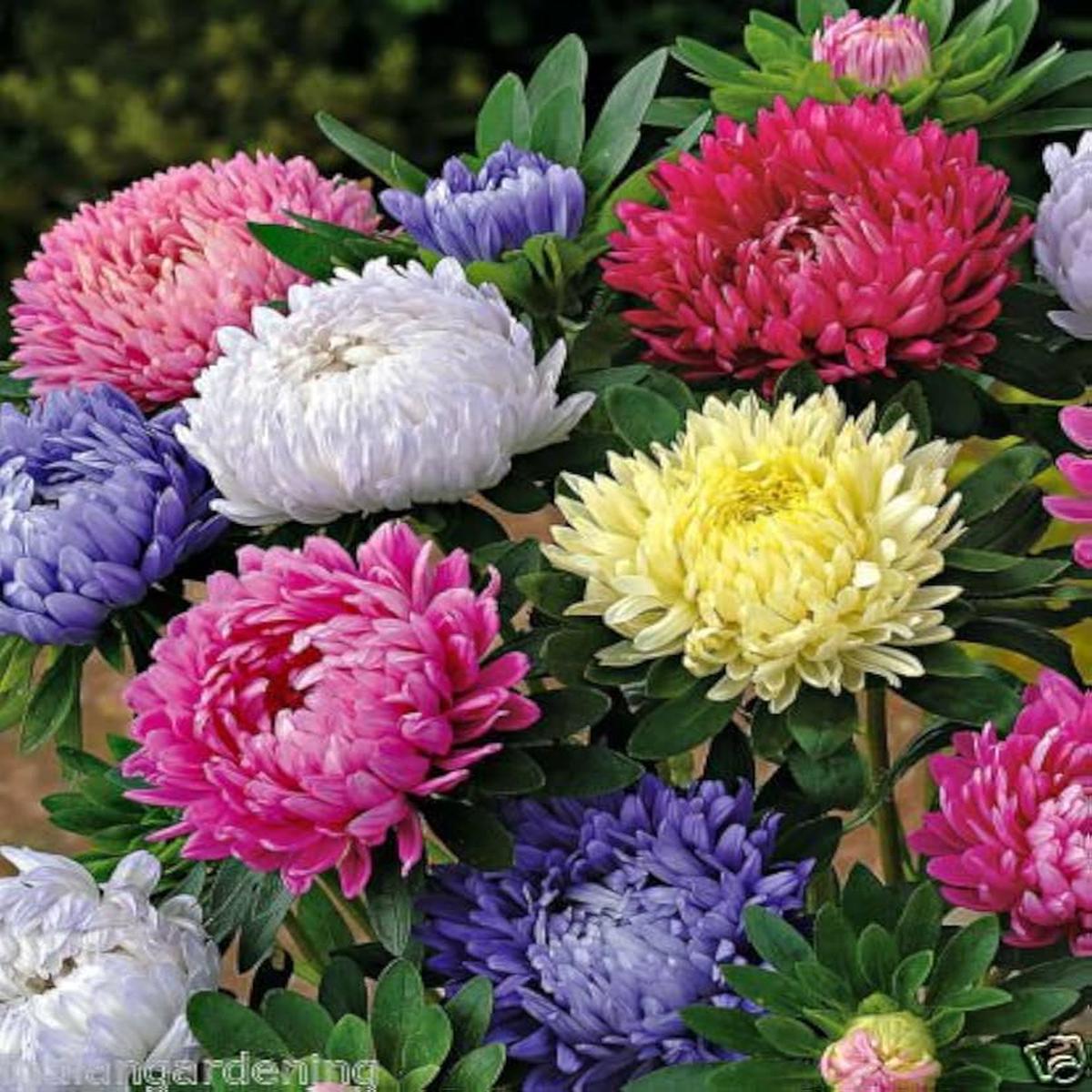 Aster Symphyotrichum Novae-Angliae New England Mix Flower Seeds for Planting  Great for Pollinator Gardens and Fall Blooms