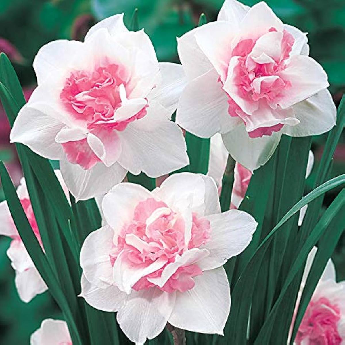 Baby Pink White Daffodil Flower Seeds for Planting  Heirloom, Non-GMO, High Germination Organic Garden Seeds