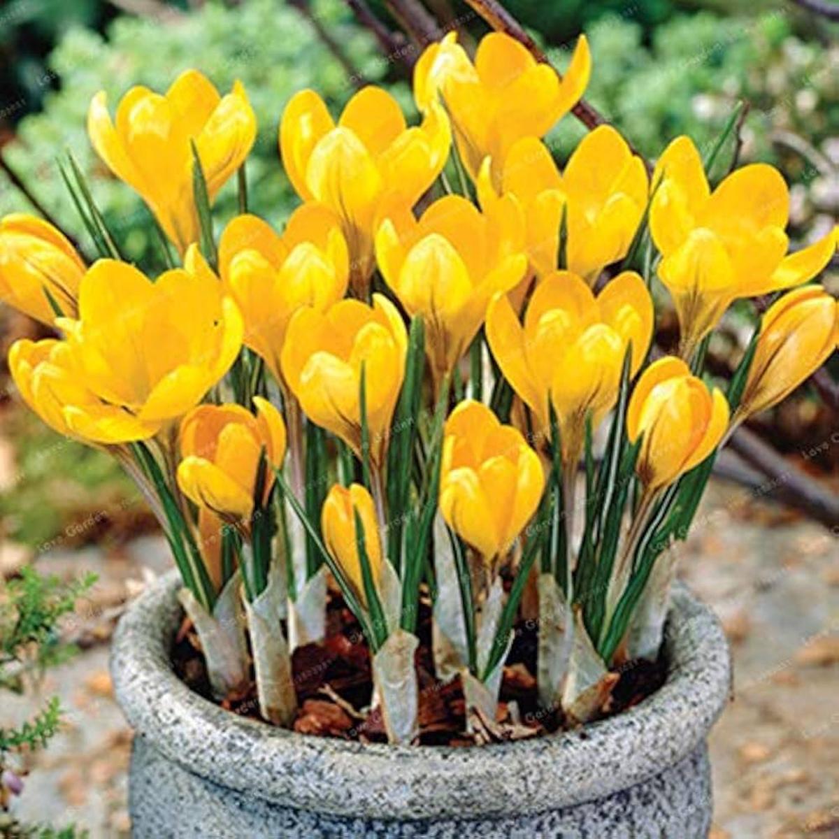 Yellow Crocus Flower Seeds for Planting Heirloom, Non-GMO, High Germination Organic Garden Seeds for Early Spring Blooms