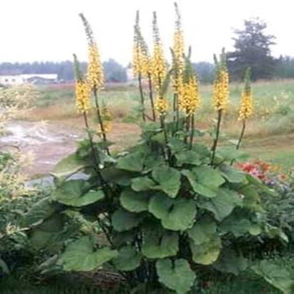 Yellow Ligularia Flower seeds for Planting - Bright Blooms, Heirloom & GMO Free Seeds for Home Garden