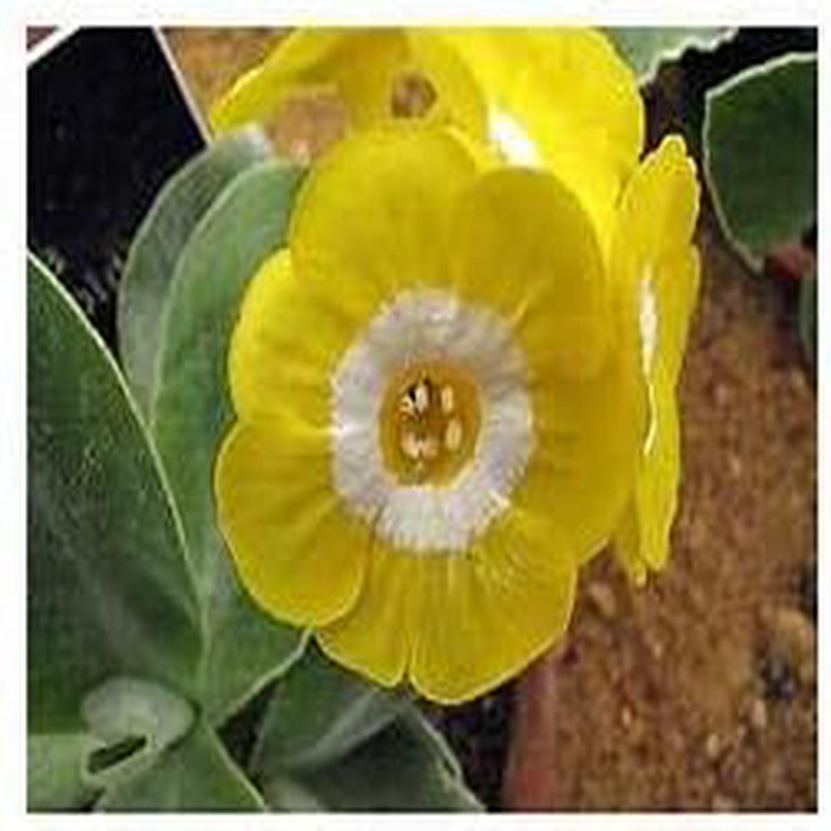 Yellow Primula Seeds for Planting Organic, Heirloom, Non-GMO, High Germination Flower Garden Seeds