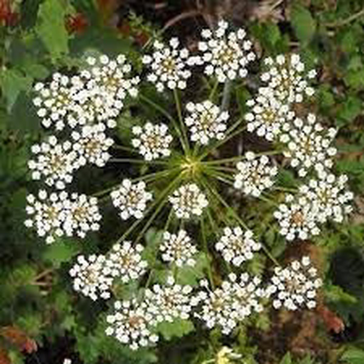 Anisum Flower Seeds for Planting  Wildflower Mix, Heirloom, Non-GMO, High Germination Organic Garden Seeds