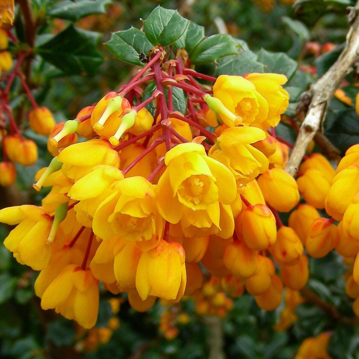 Yellow Darwinii Flowers Seeds for Planting and Gardening