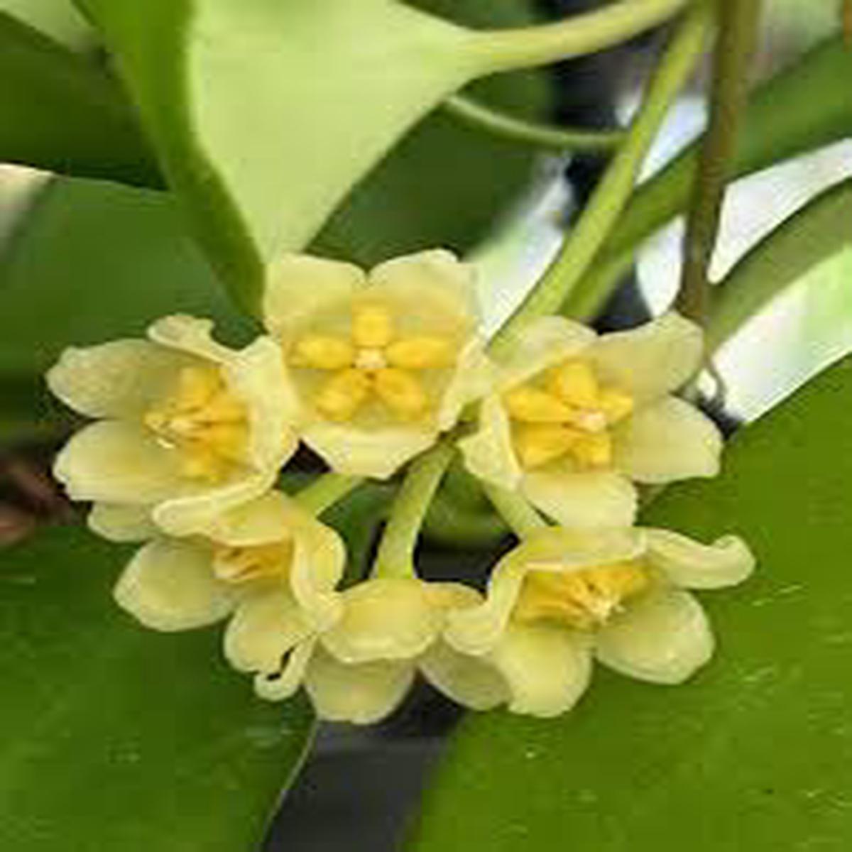 Yellow Hoya Carnosa Flower Seeds for Planting Heirloom Non-GMO Organic Garden Seeds