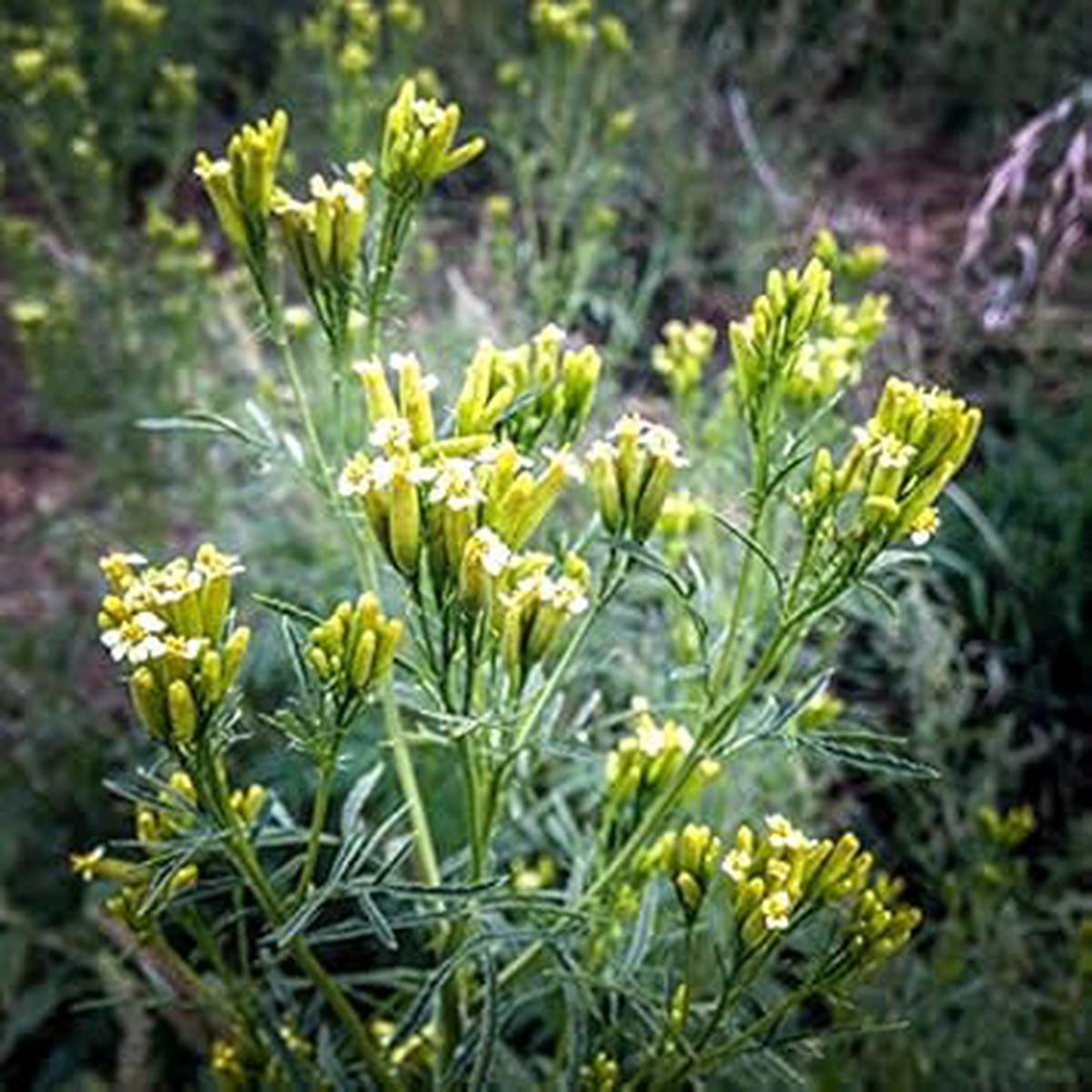 Yellow Tagetes Minuta Flower Seeds for Planting - NON GMO Seeds