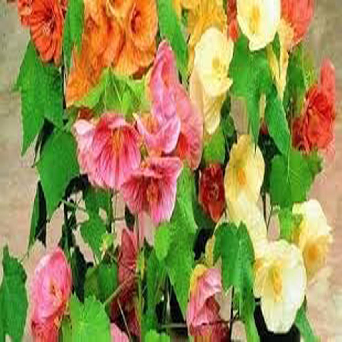 Abutilon Bellvue Flower Seeds for Planting Organic Heirloom Non-GMO Garden Seeds