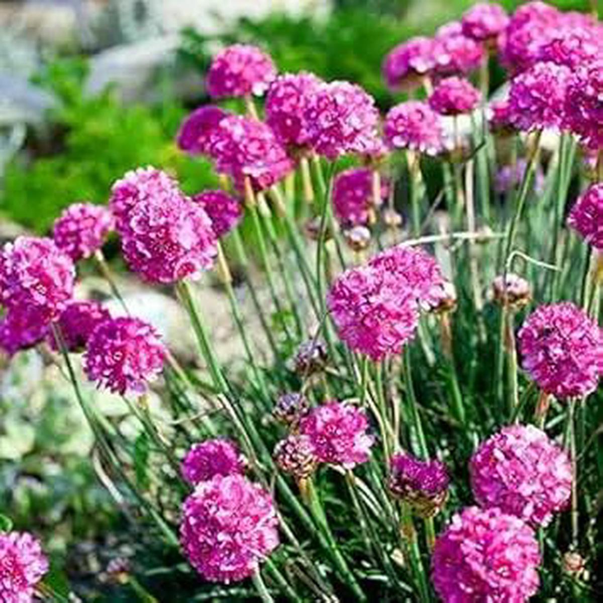 Armeria Maritima Flower Seeds for Planting