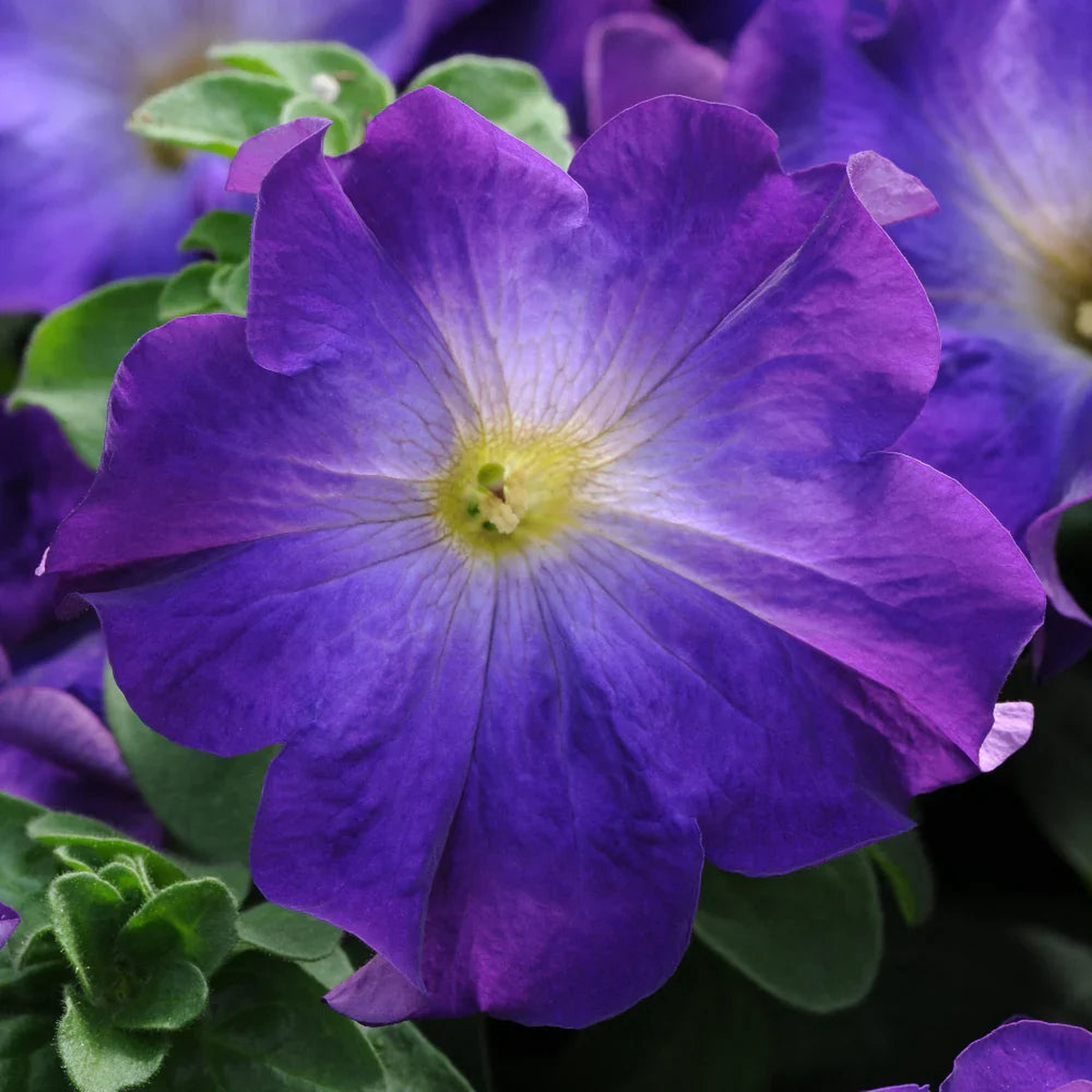 Blue Petunia Seeds: Perfect for Planting