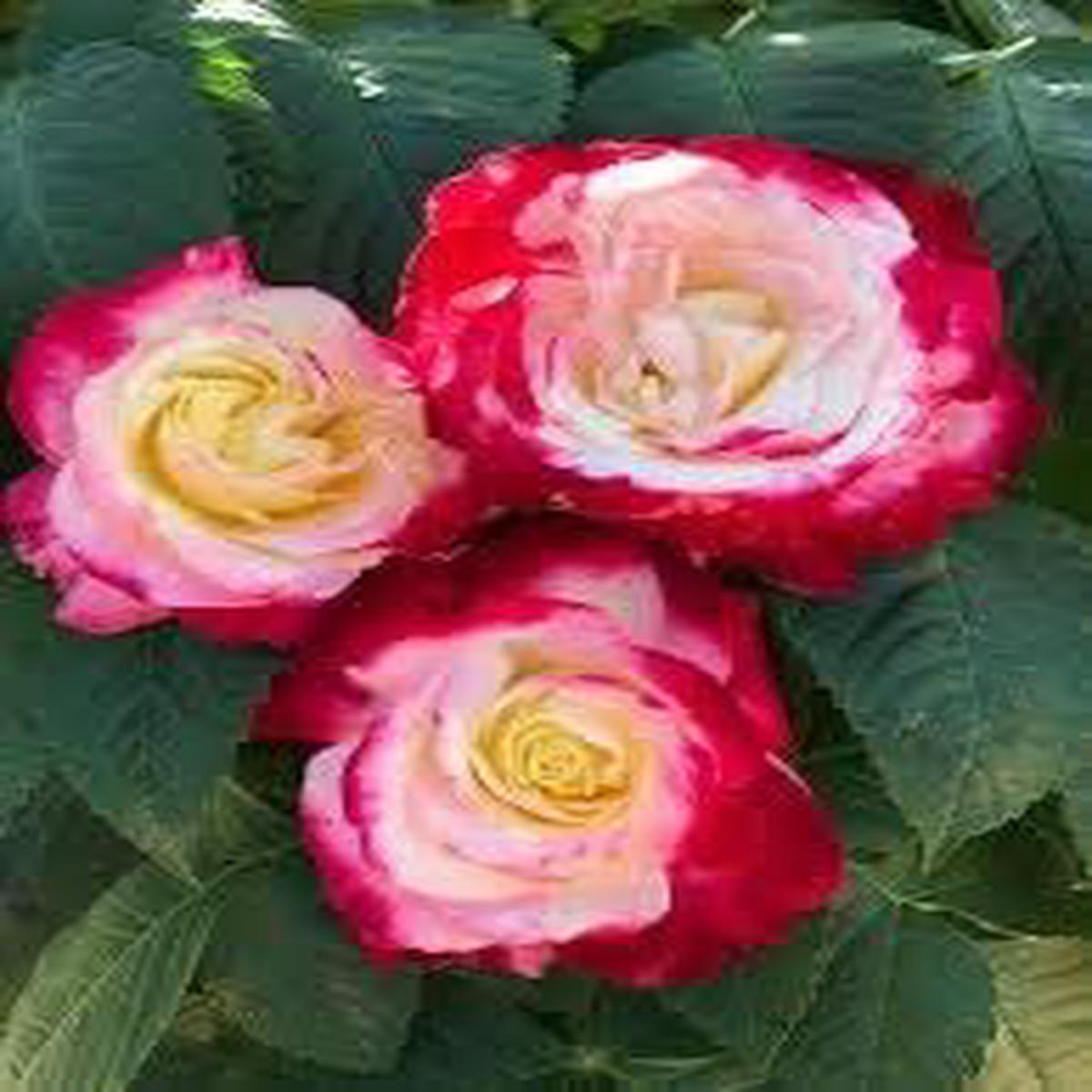 Mixed Colour German Rose Heirloom Non-GMO Seeds for Planting High Germination Organic Garden Seeds