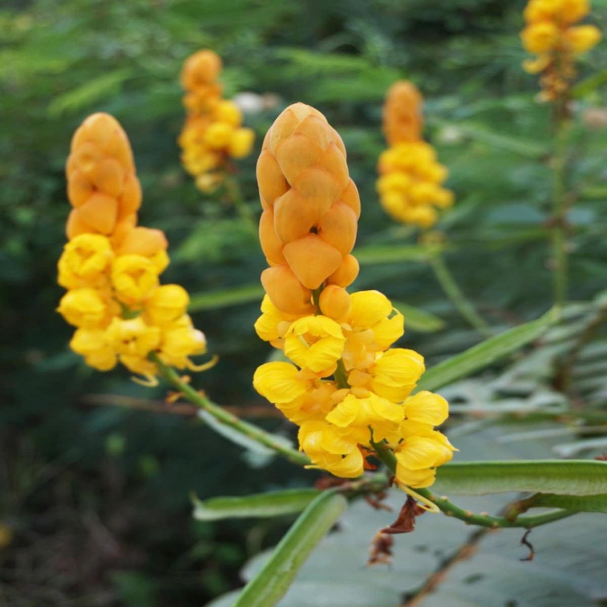 Yellow Cassia Candlestick Flower seeds for Planting - Cottage Garden Essential, Heirloom & GMO Free Seeds for Home Garden