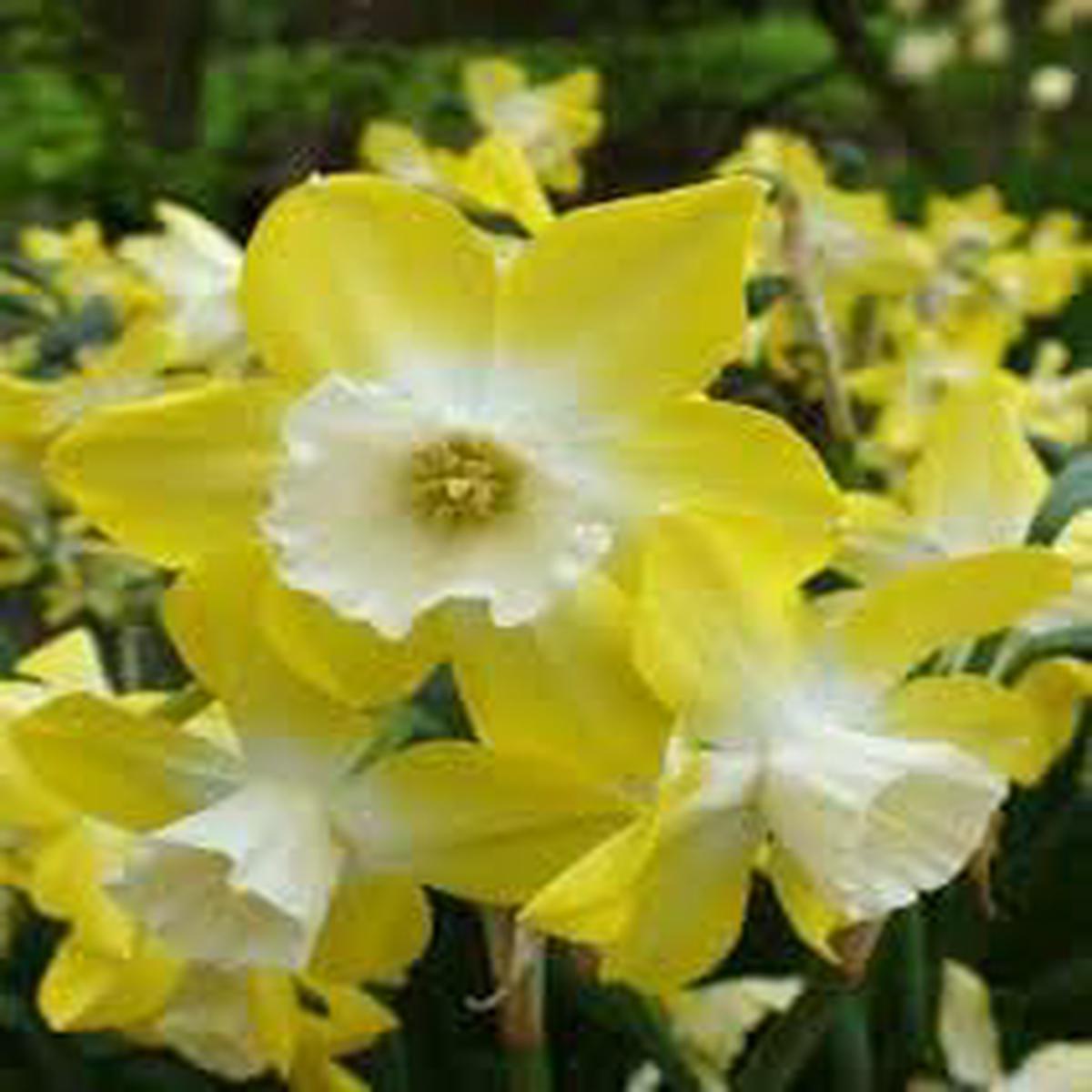 Yellow White Narcissus Flower Seeds Heirloom Non-GMO Organic Garden Seeds for Planting with High Germination