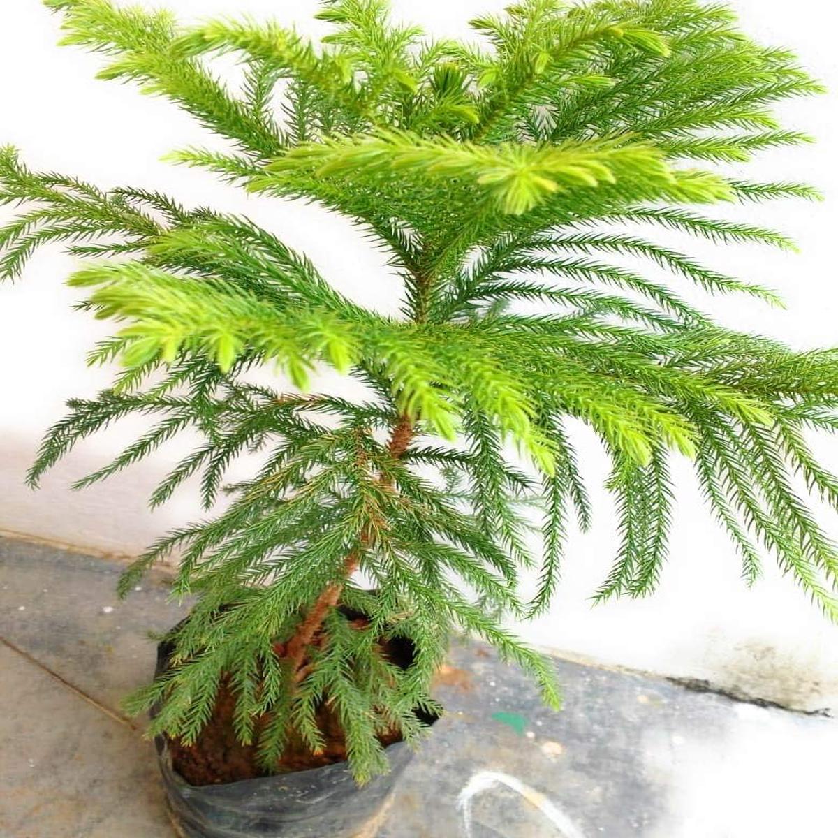 Araucaria Flower seeds for Planting Shade Tolerant Heirloom & GMO Free Seeds for Home Garden