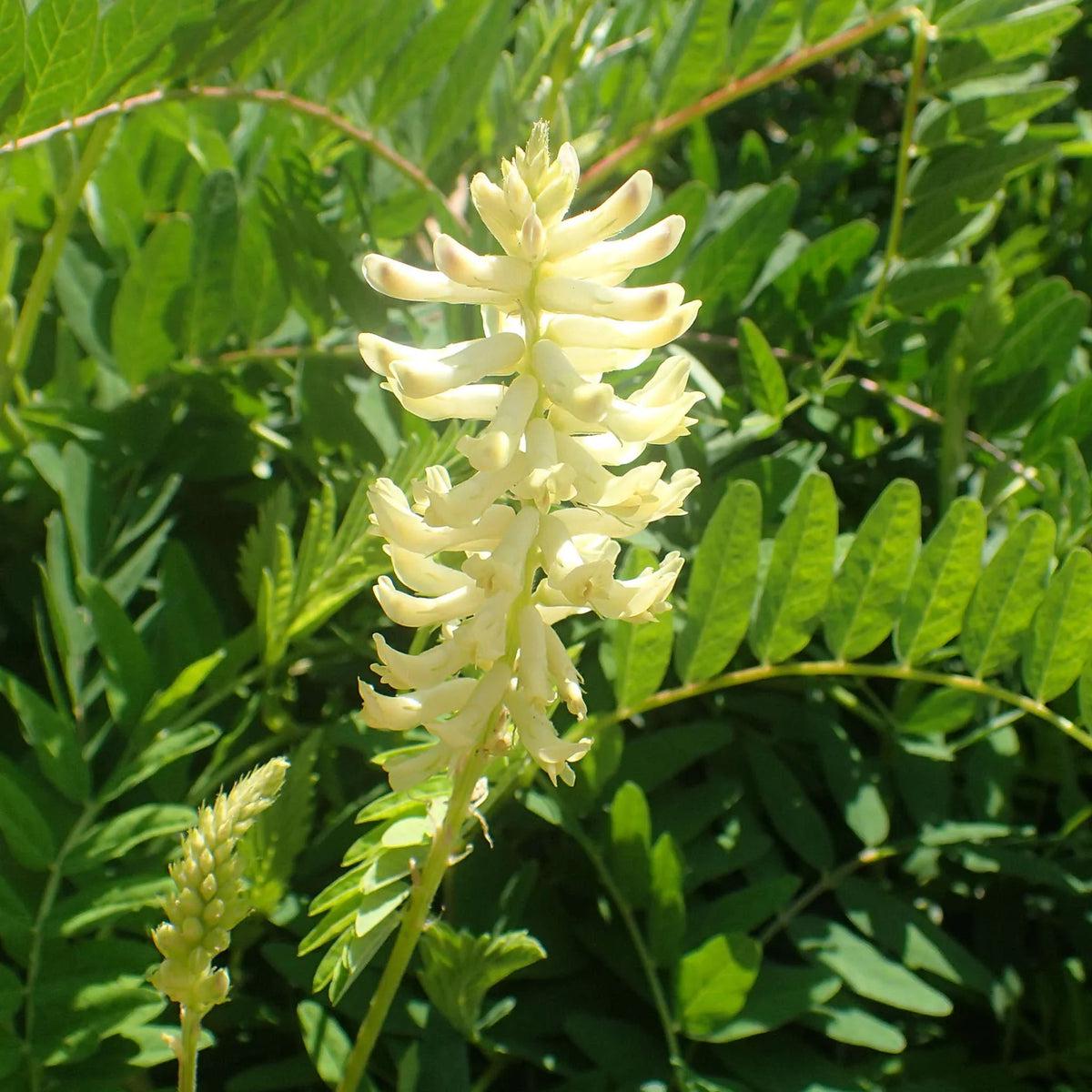 Astragalus Flower seeds for Planting - Sun Loving, Heirloom & GMO Free Seeds for Home Garden