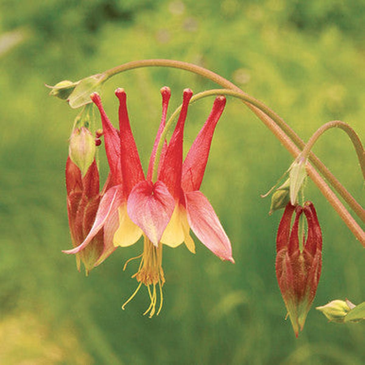 Light Red Aquilegia Flower Seeds for Planting  Heirloom, Non-GMO, High Germination Organic Garden Seeds