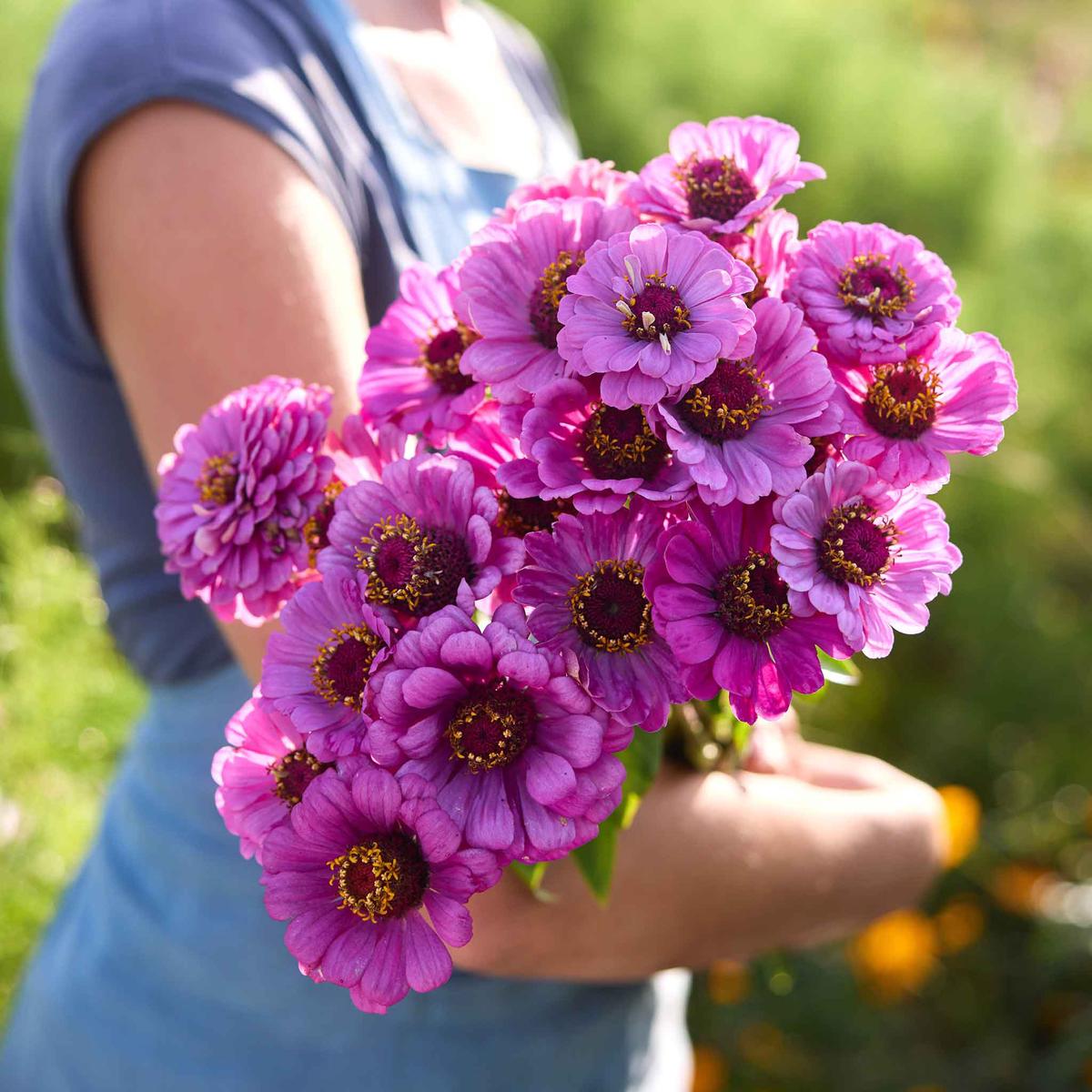 Zinnia Seeds - Dream