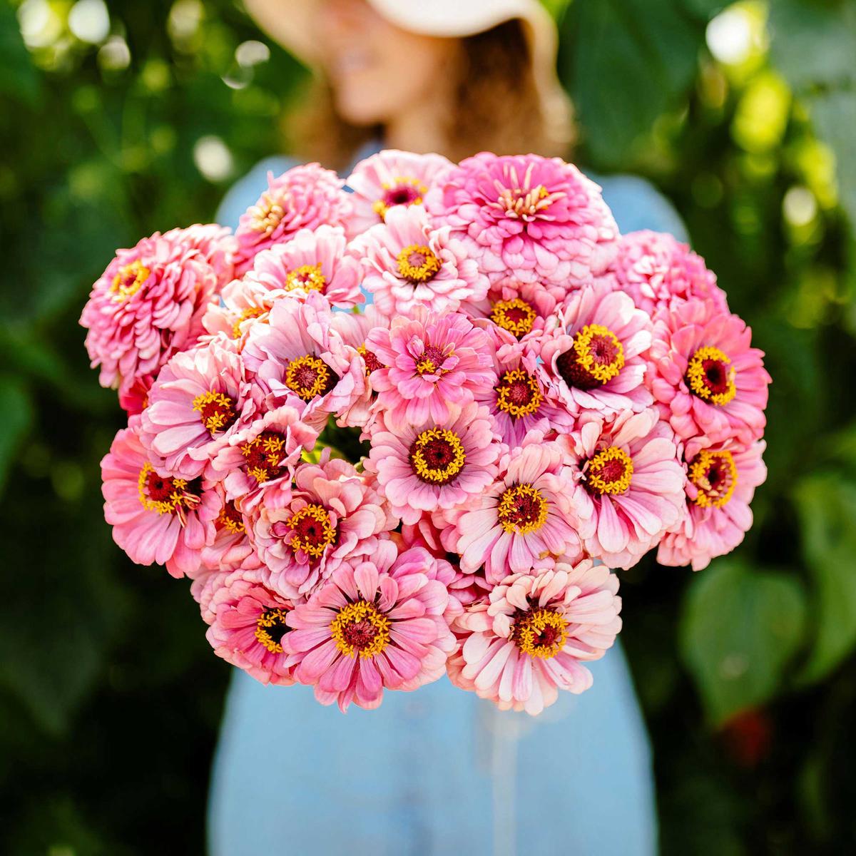 Zinnia Seeds - Illumination