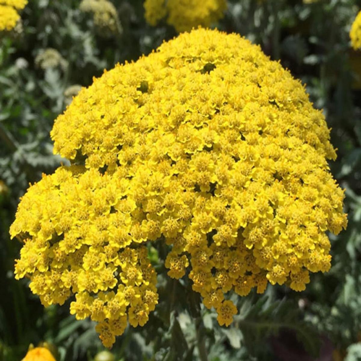 Achillea Flower seeds for Planting - Colorful Display, Heirloom & GMO Free Seeds for Home Garden, 100 pcs