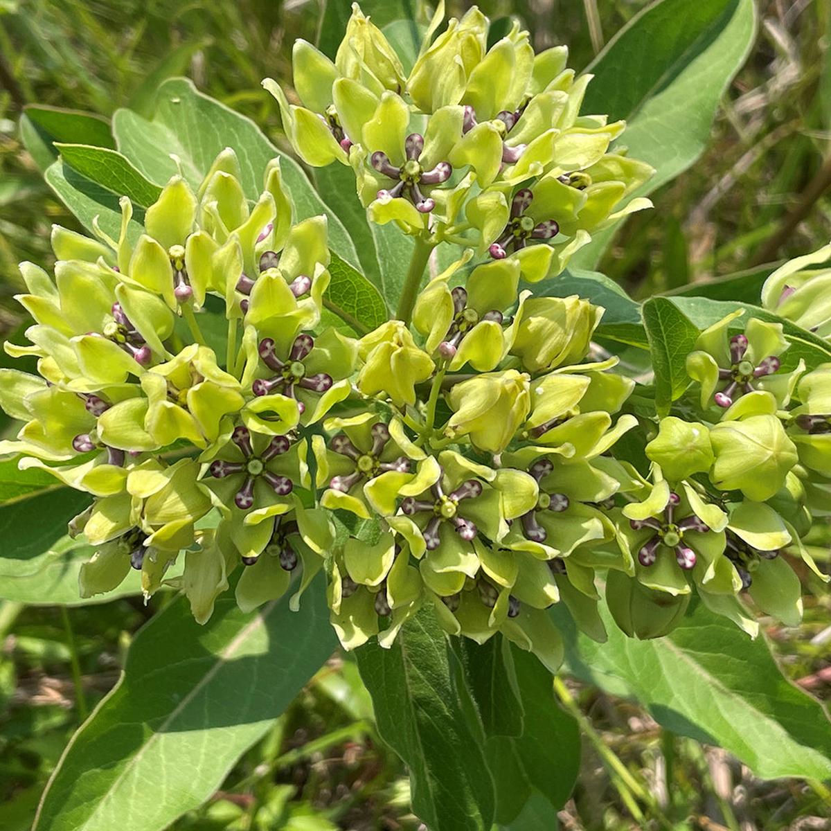 Asclepias Flower seeds for Planting Fragrant Blossoms Heirloom & GMO Free Seeds for Home Garden