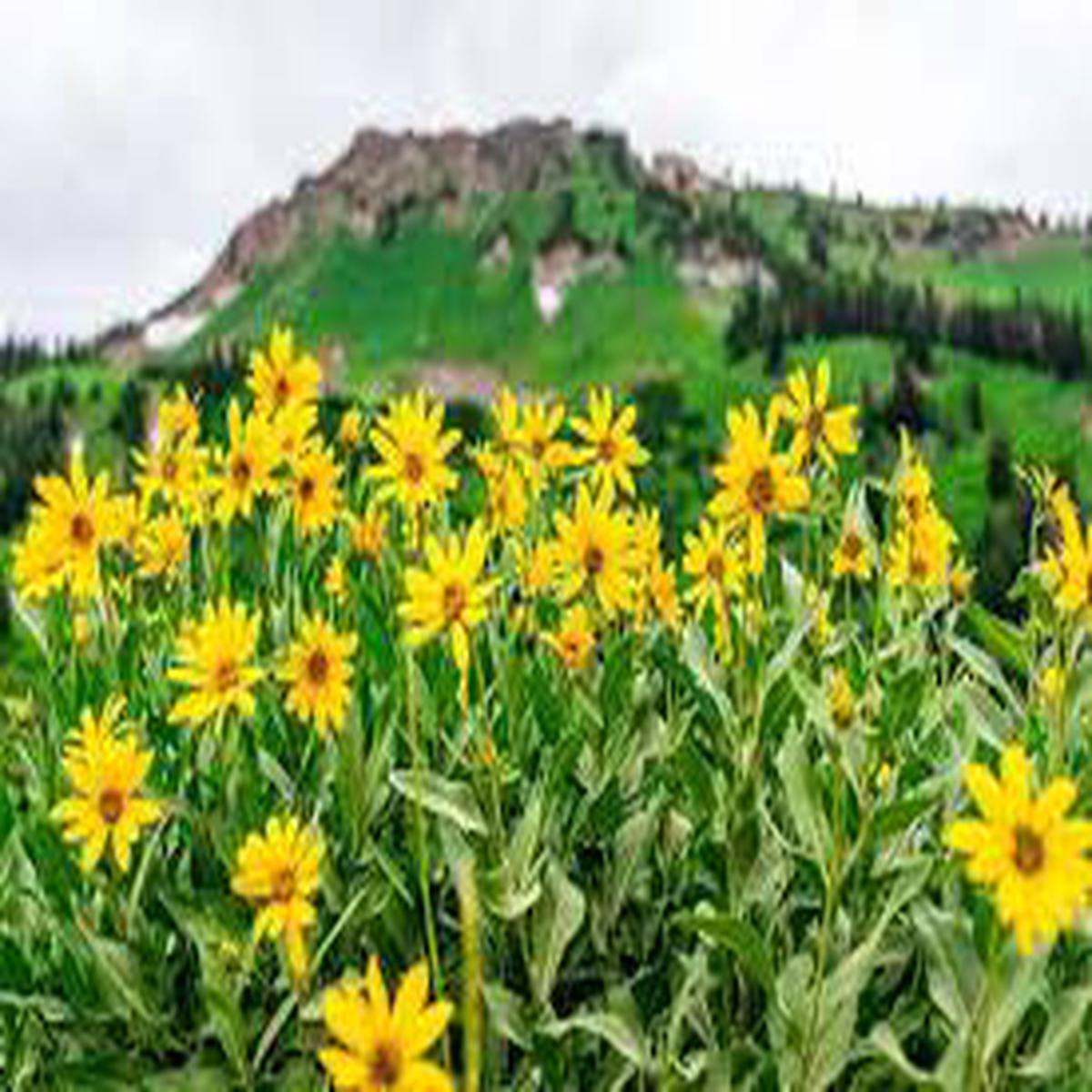 Aufflliges GOLDENEYE Viguiera Multiflora Seeds for Bright, Yellow Flowers