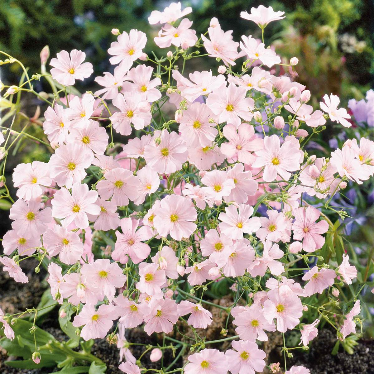 Babys Breath Seeds (Annual) - Pink