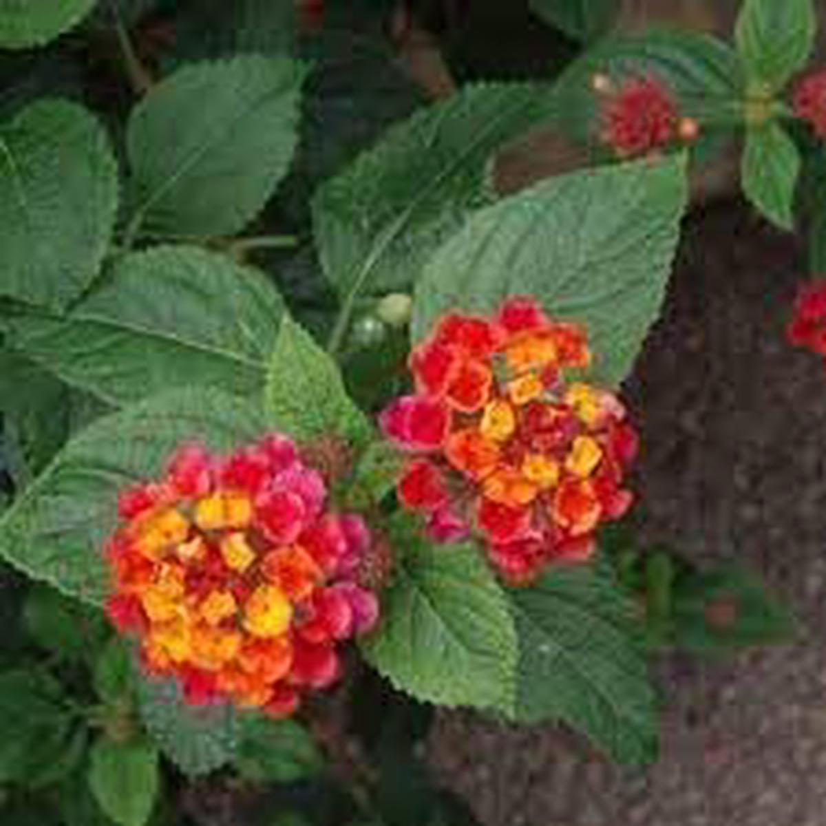 Organic Heirloom Camara Flower Seeds for Planting Non-GMO