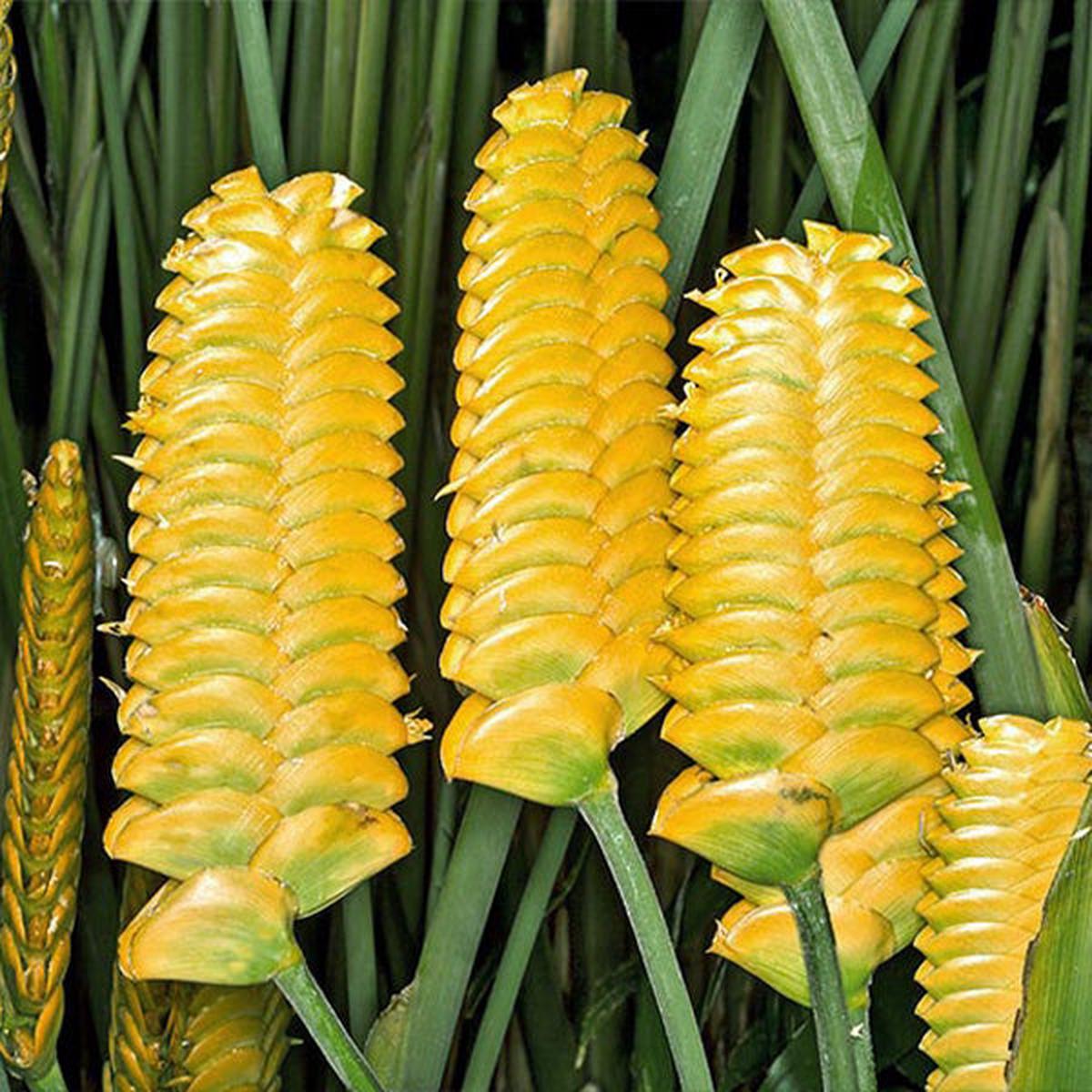 Yellow Calathea Crotalifera Flower seeds for Planting - Sun Loving, Heirloom & GMO Free Seeds for Home Garden
