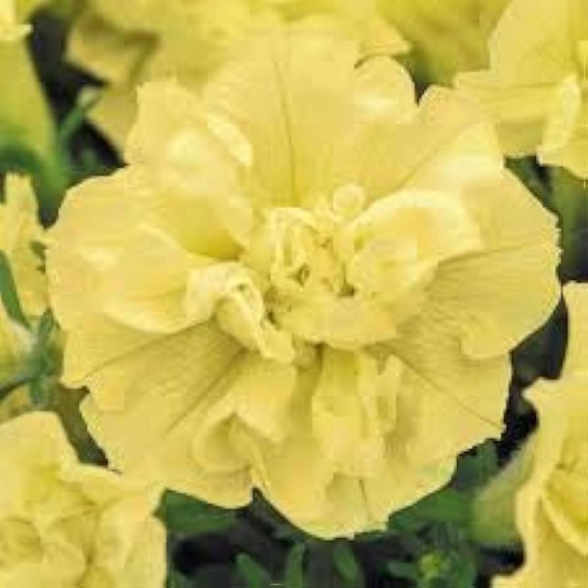 Yellow Double Petunia Flower Seeds for Planting Heirloom NONGMO Beautiful Garden Blooms Premium Quality Sale