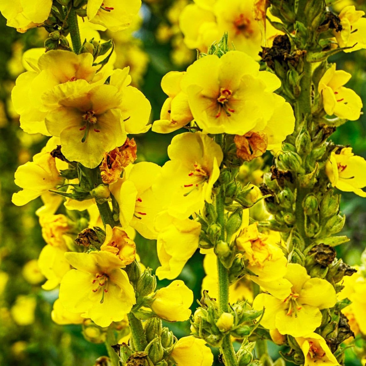 Yellow Mullein Flower For Planting Non Gmo Flower Seeds for Home Garden Planting, Blooming Organic