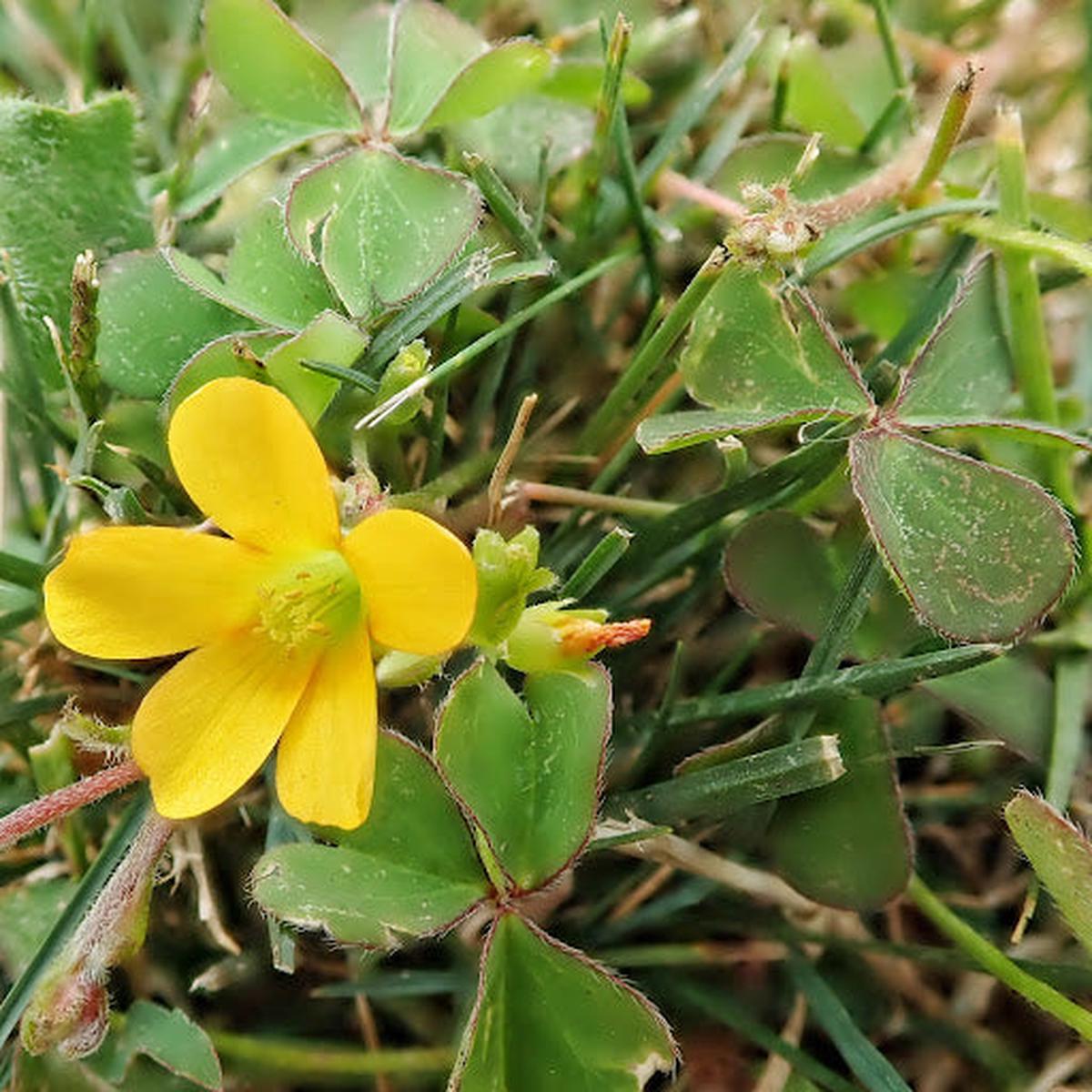 Yellow Oxalis Versicolor Seeds Heirloom, Non-GMO Flower Seeds for Planting