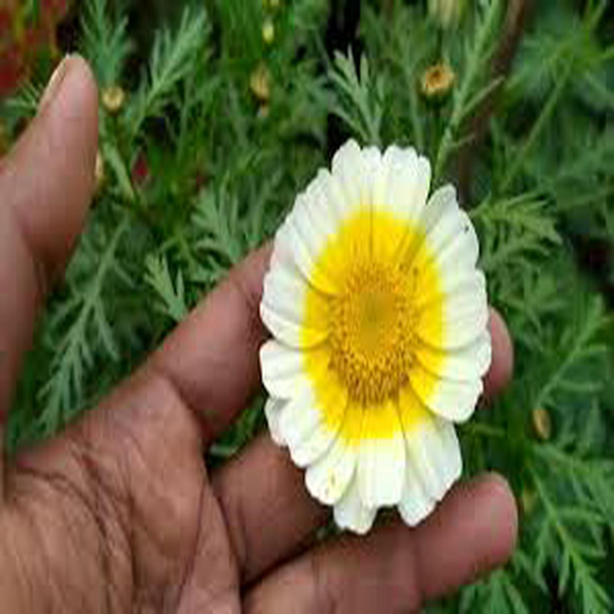 Yellow White Chrysanthemum Flower Seeds for Planting  Hardy Variety, Heirloom, Non-GMO, High Germination, 100pcs