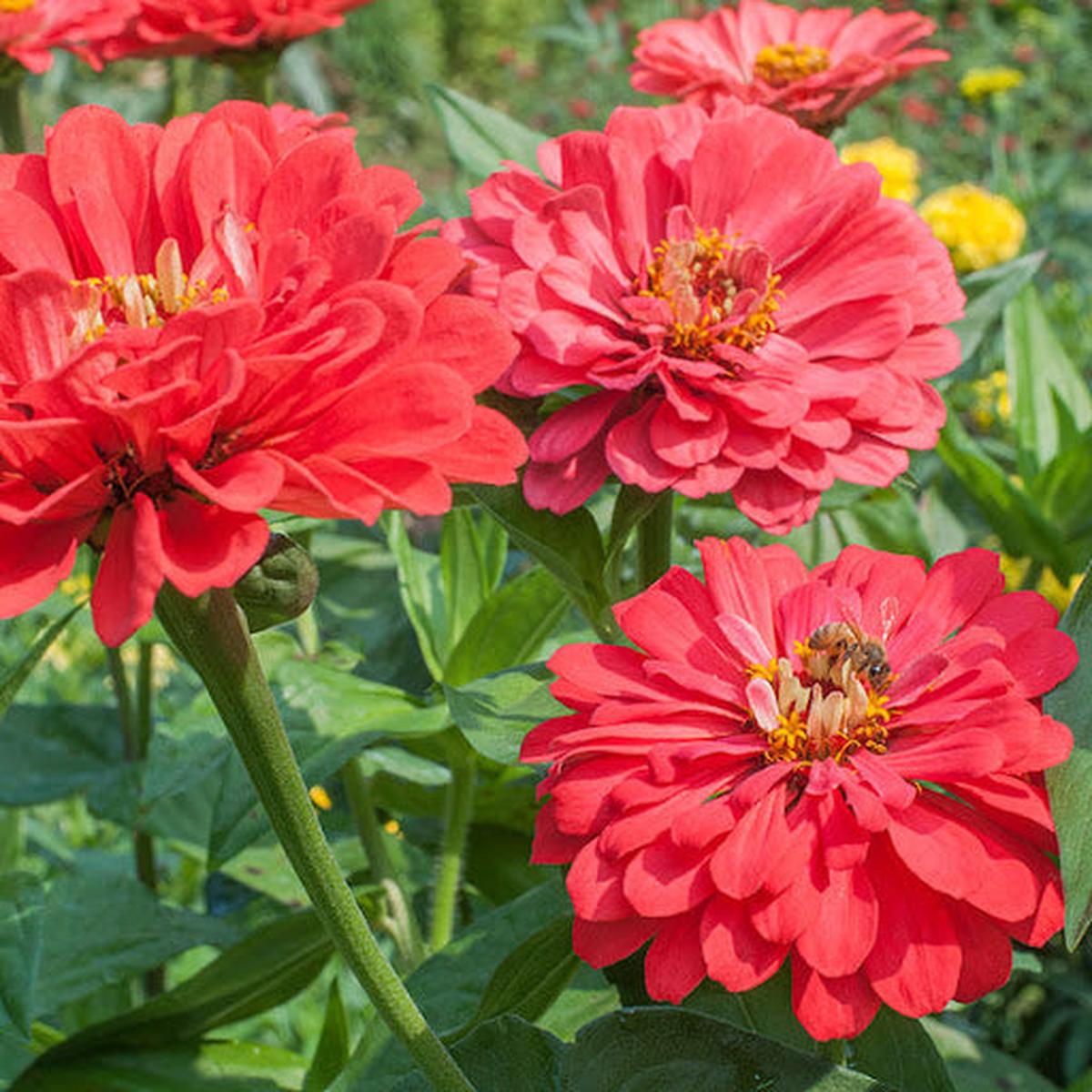 Zinnia Benary Giant Flower For Planting Vibrant Colors Non Gmo Heirloom Flower Seeds for Home