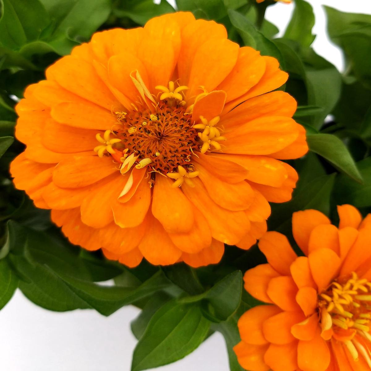 Zinnia Colorato Giallo Seeds for Bright Yellow Zinnia Blooms