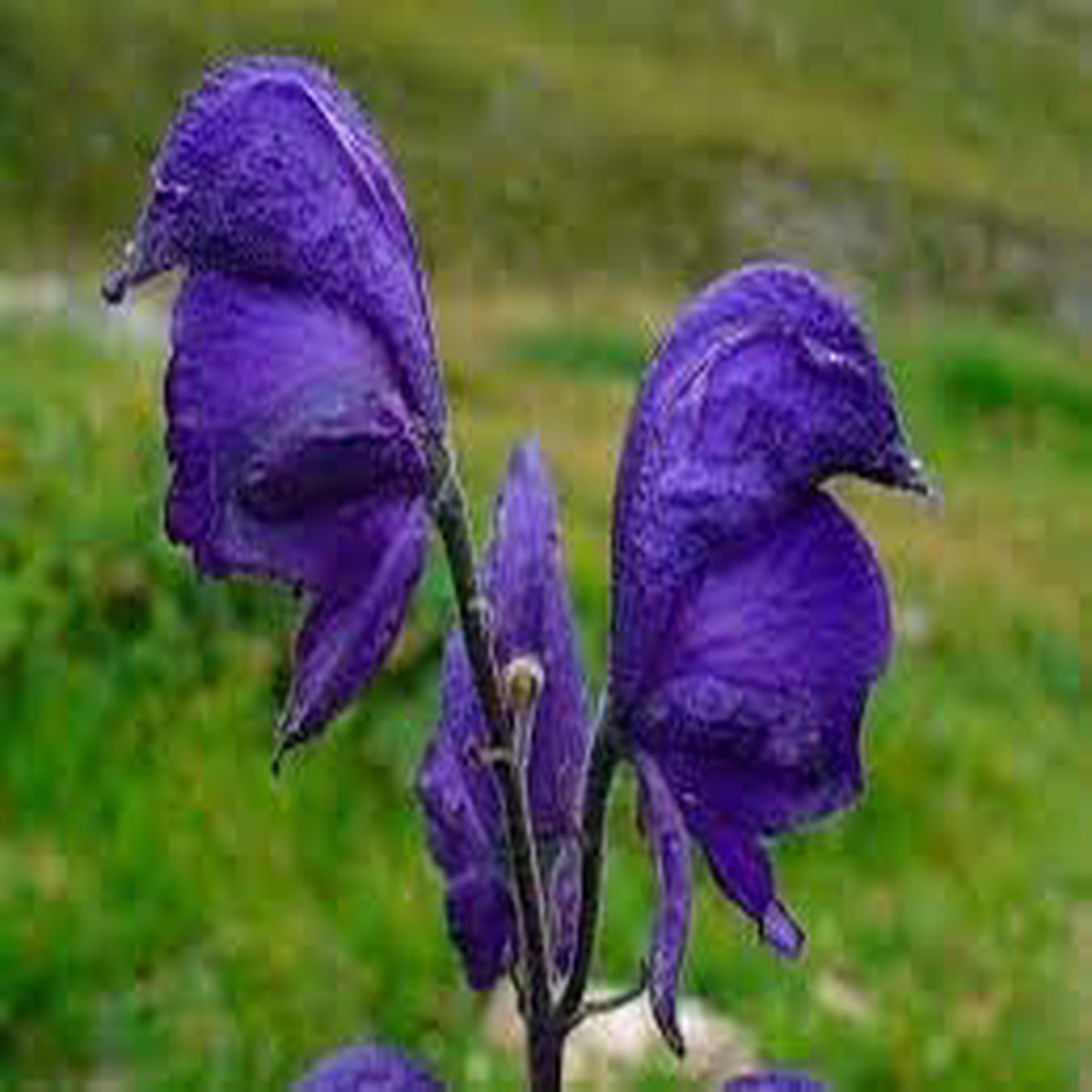 Aconitum Napellus Flower seeds for Planting Cut Flower Favorite Heirloom & GMO Free Seeds for Home Garden