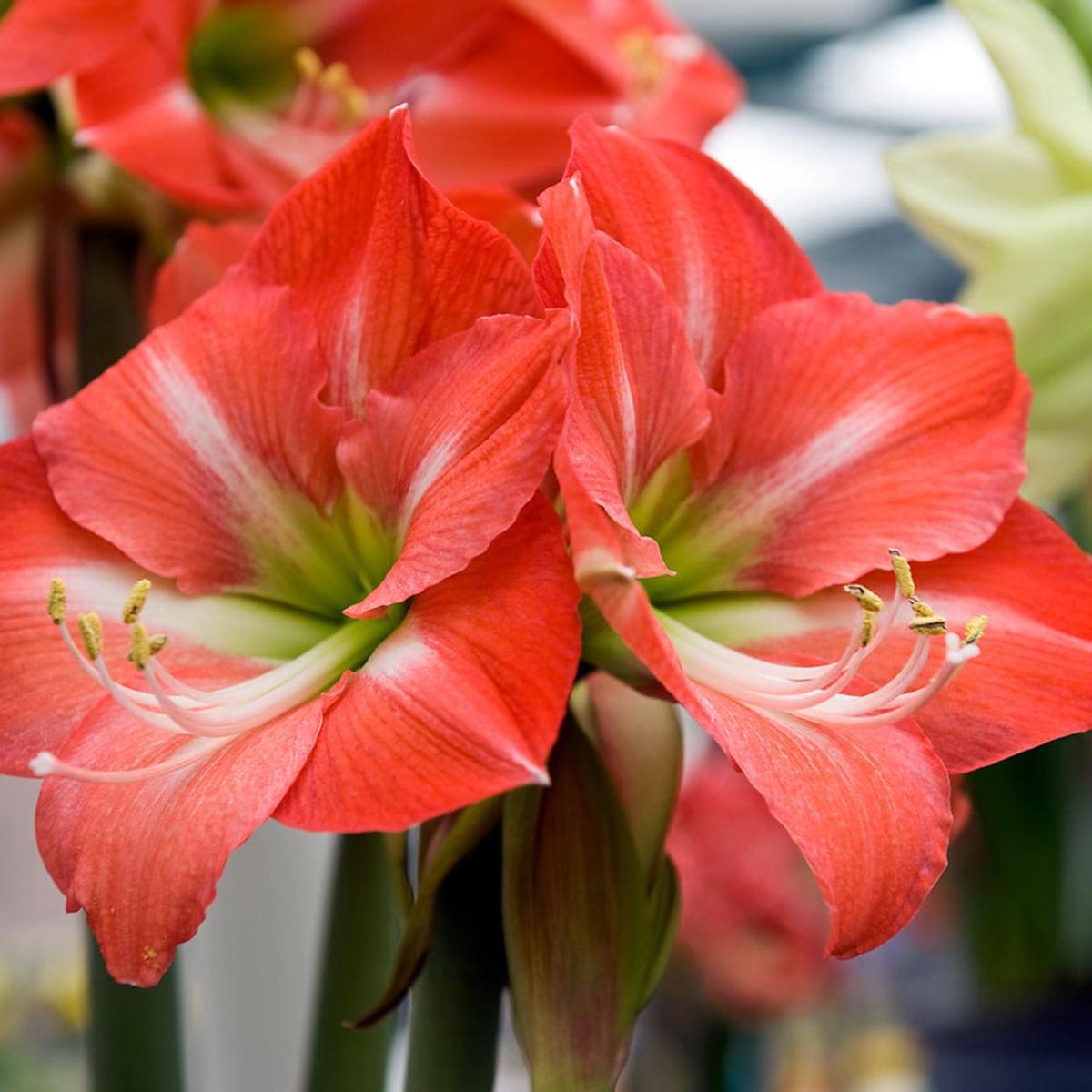 Amaryllis Flower Seeds Large Blooming Ornamental Garden Variety