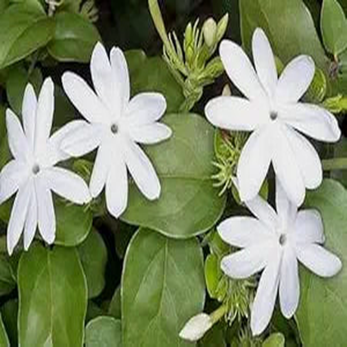 Arabian Jasmine Jasminum sambac Flower Seeds for Planting in Garden