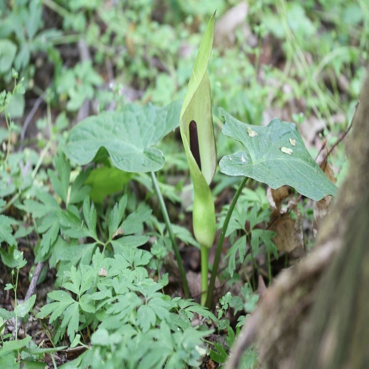ARUM MACULATUM Seeds Lords and Ladies shipping Heirloom, Non-GMO, High Germination Organic Garden Seeds