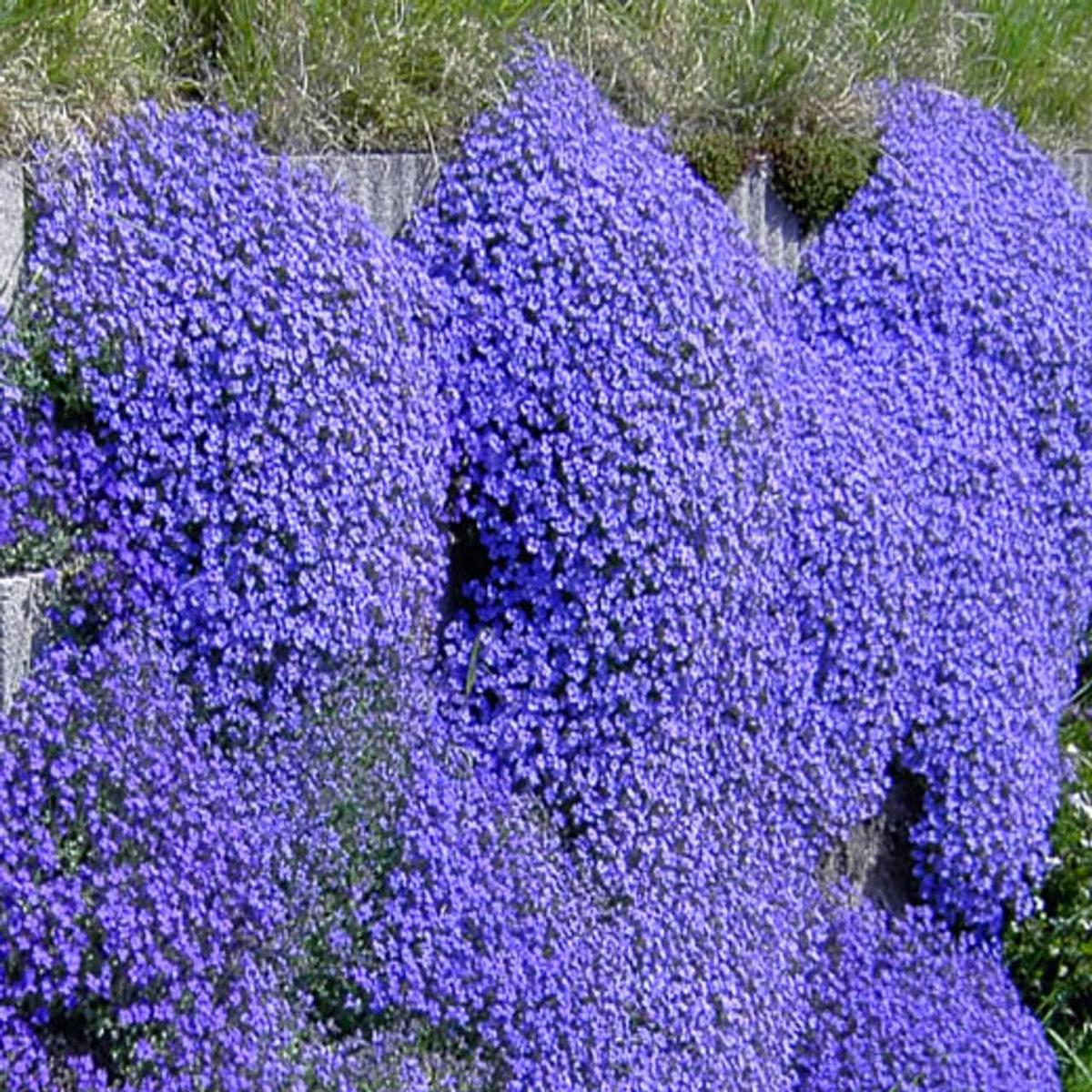 Aubrieta Plant Seeds Blue for Planting  Heirloom, Non-GMO, Organic