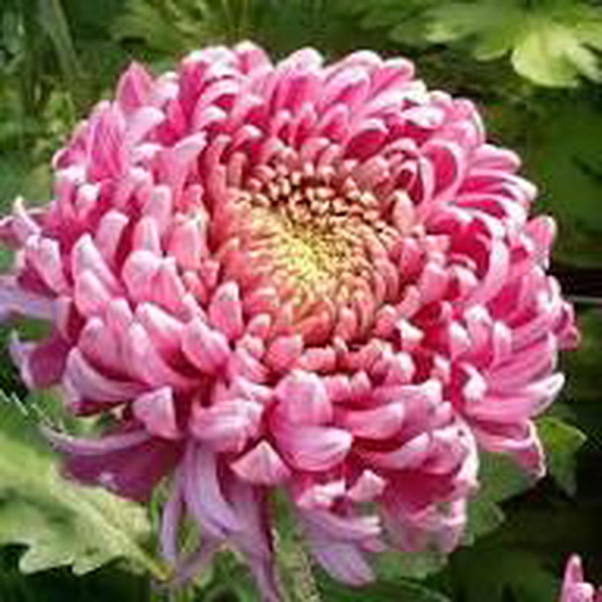 Pink White Chrysanthemum Flower Seeds for Planting  Heirloom, Non-GMO, Drought-Tolerant Garden Seeds