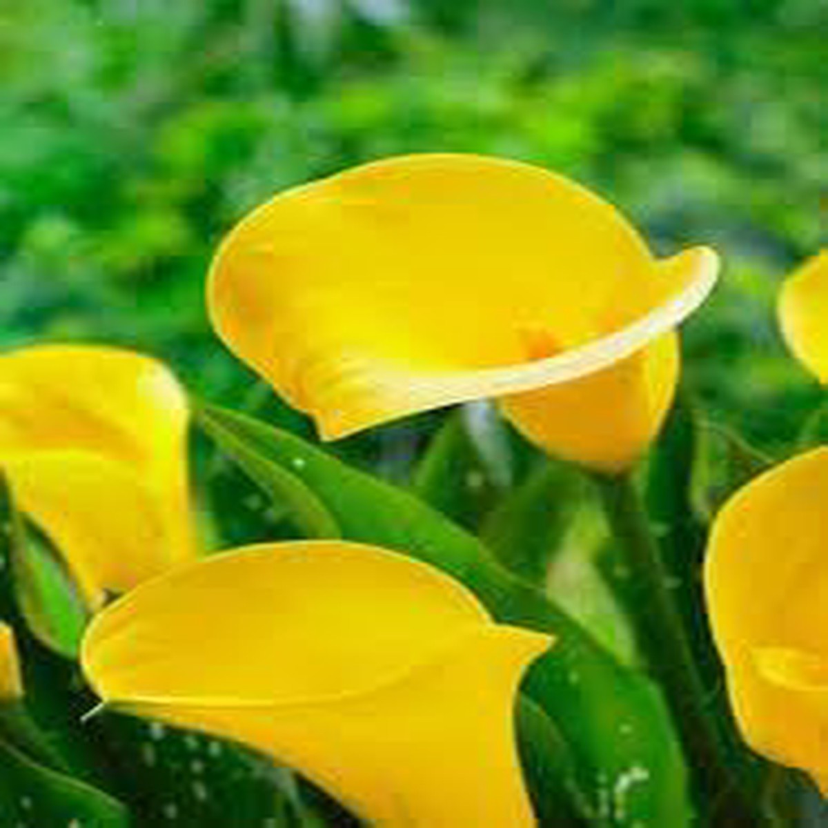 Yellow Calla Flower seeds for Planting - Garden Favorite, Heirloom & GMO Free Seeds for Home Garden
