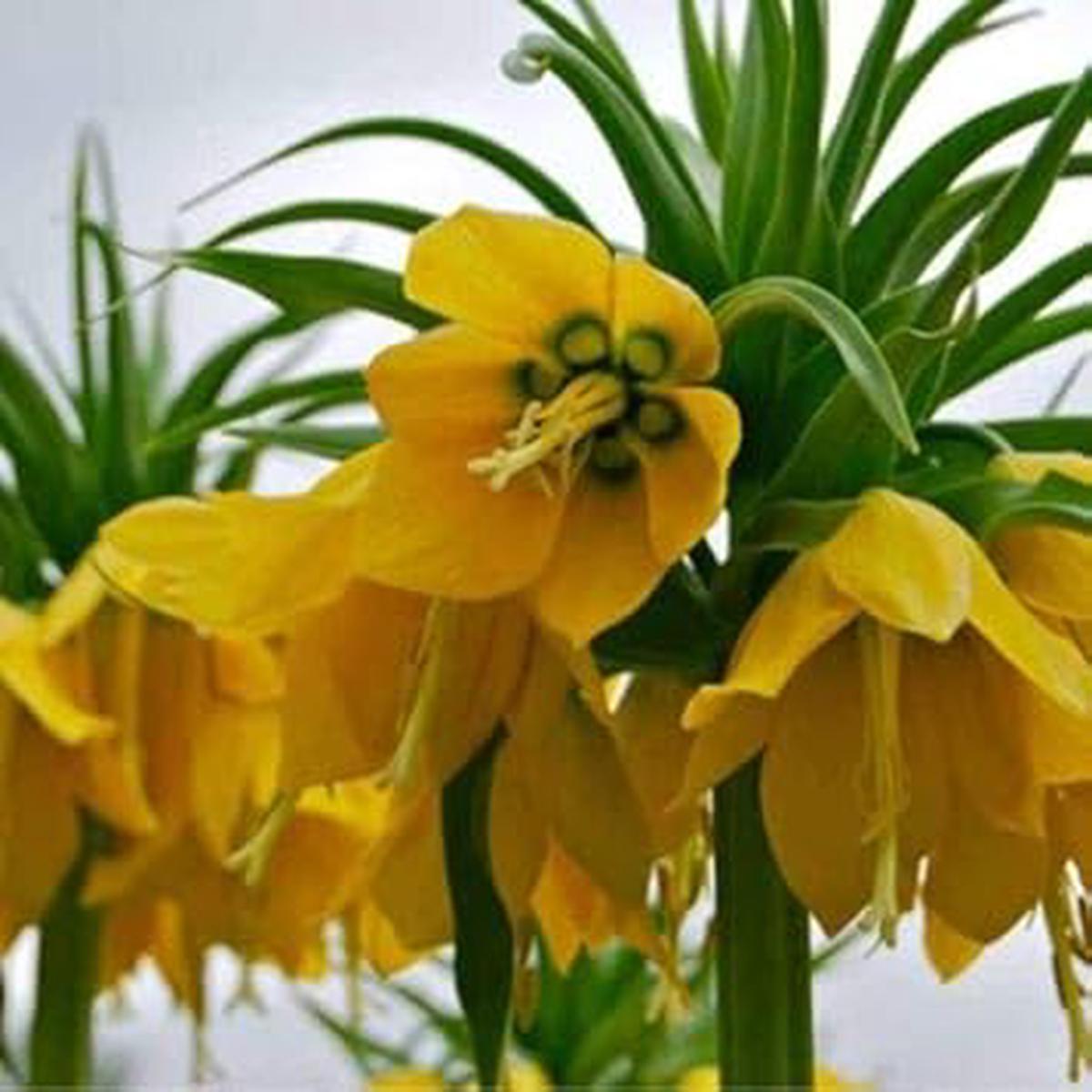 Yellow Imperial Wang Fritillaria Flower Seeds for Planting Heirloom, Non-GMO, High Germination Organic Garden Seeds