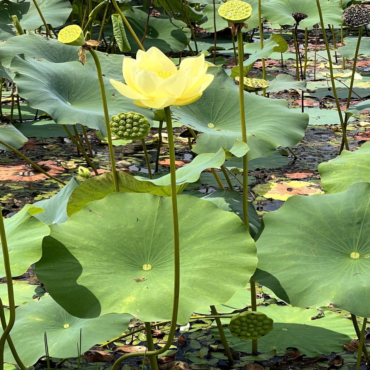 Yellow Lotus Flower Seeds American Water Lily for Pots or Pond Heirloom, Non-GMO, High Germination Organic Garden Seeds