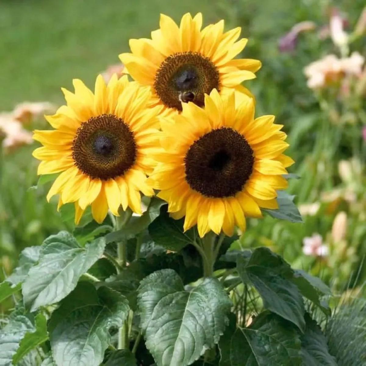 Yellow Sunflower Flower seeds for Planting Easy to Grow Heirloom & GMO Free Seeds for Home Garden Sale