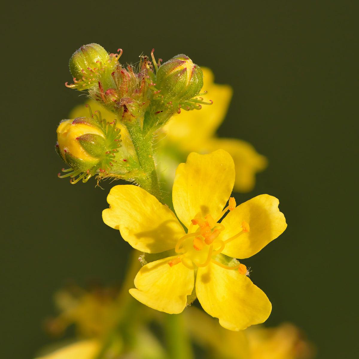 Agrimony Flower seeds for Planting Sun Loving Heirloom & GMO Free Seeds for Home Garden   Sale