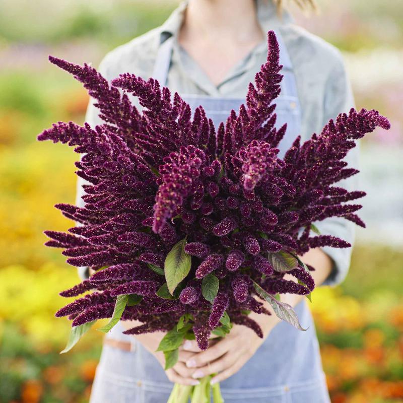 Amaranthus Seeds - Pygmy Torch