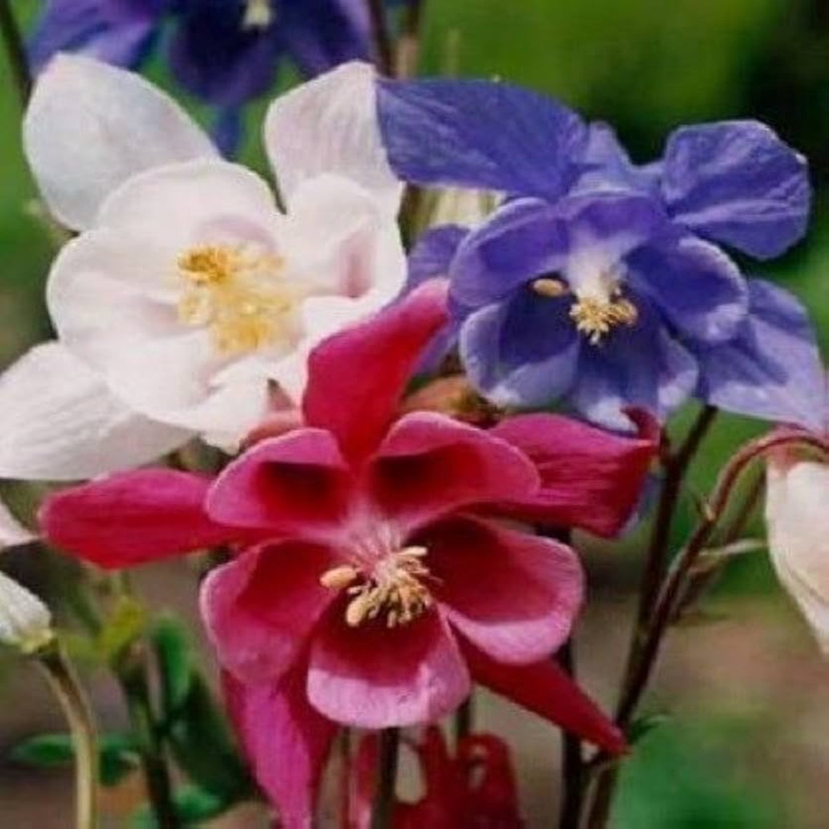 Aquilegia Mixed Color Perennial Flower For Home And Garden Planting Flower Seeds for Home Garden