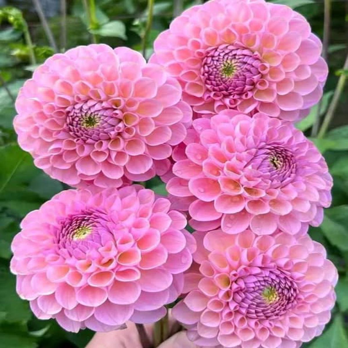 Pink Pompon Dahlia Flower Seeds for Planting Heirloom Non-GMO, High Germination Organic Garden Seeds
