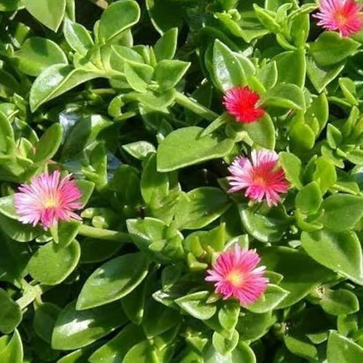 Aptenia Flower Seeds Heirloom Non-GMO Trailing Blooms for Ground Cover and Garden Borders