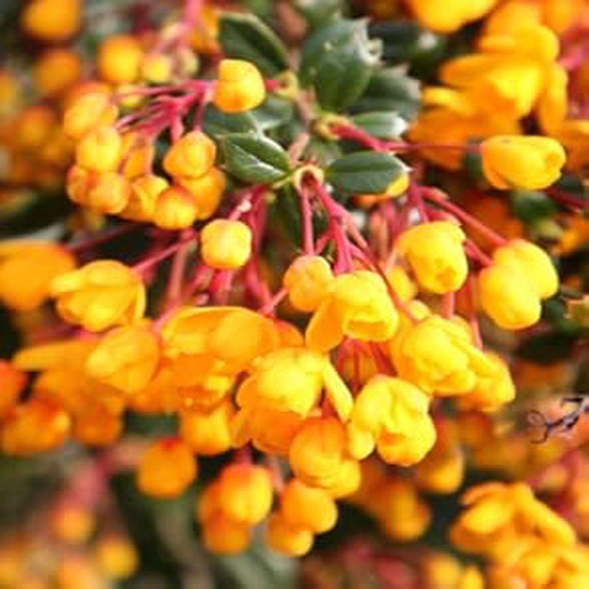 Yellow Darwinii Seeds for Planting  Organic Heirloom Non-GMO High Germination Garden Flower Seeds