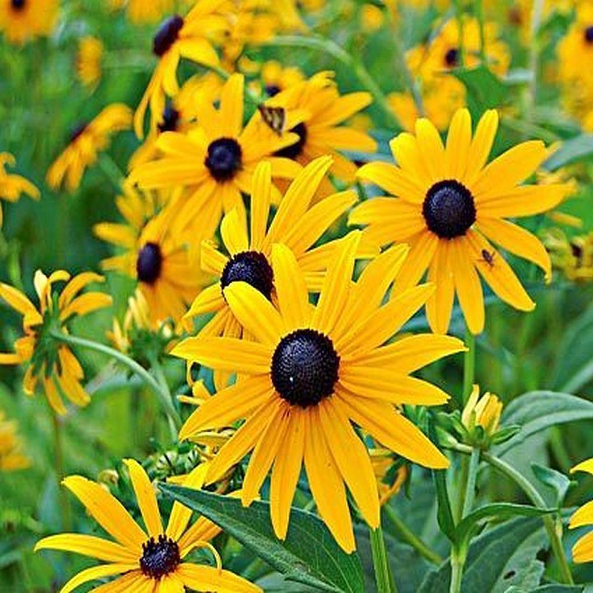 Yellow Goldsturm Flower seeds for Planting - Fragrant Blossoms, Heirloom & GMO Free Seeds for Home Garden