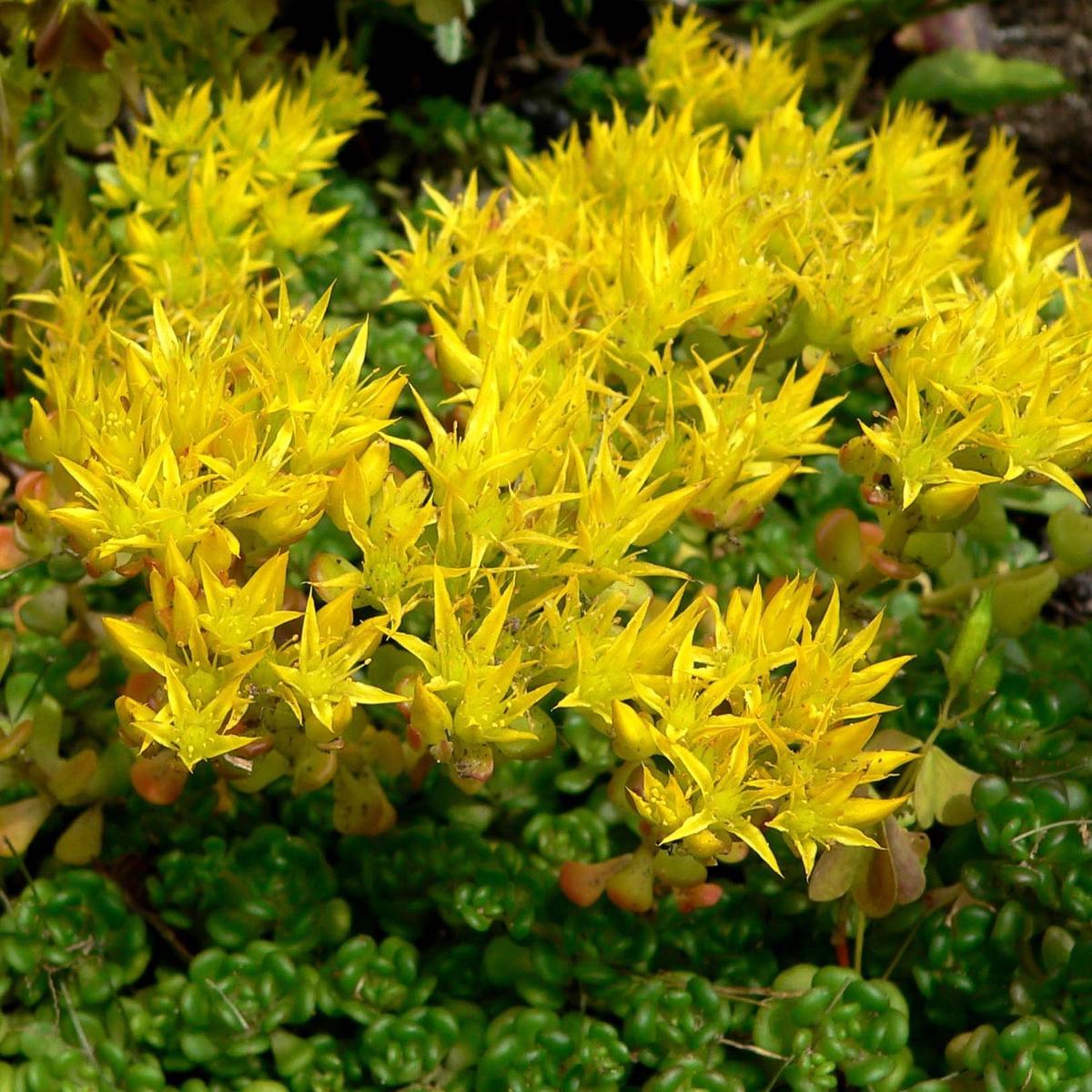 Yellow Sedum Oreganum Flower Seeds for Planting Heirloom, Non-GMO, High Germination Organic Garden Seeds